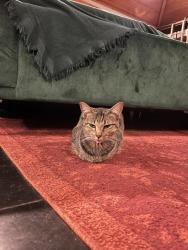 Lost Female Cat last seen Hodge Elementary, Denton, TX 76208