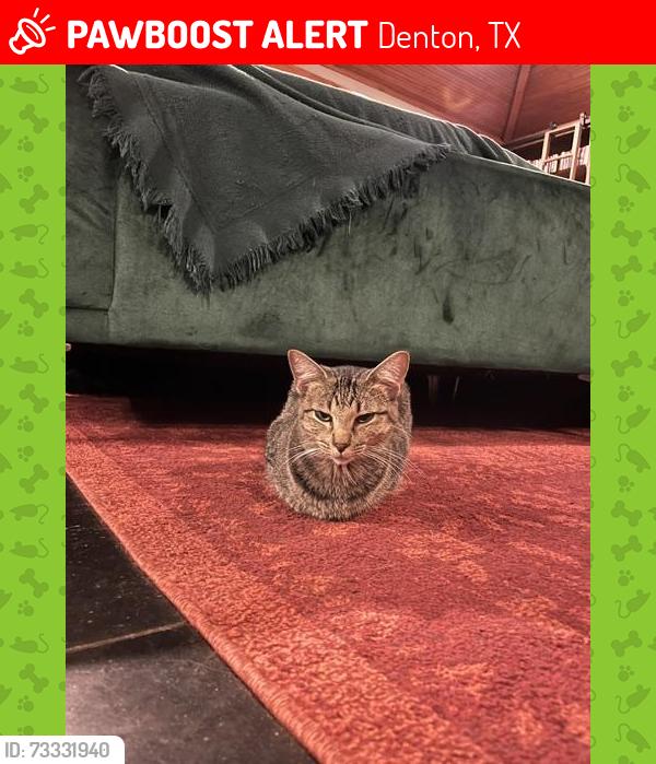 Lost Female Cat last seen Hodge Elementary, Denton, TX 76208