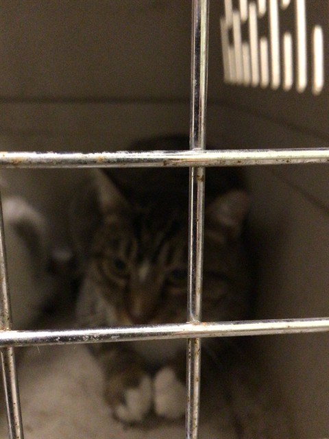 Shelter Stray Unknown Cat last seen BRIGHTON RD, 12155 Park Blvd, Brighton, CO 80601, USA
