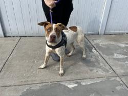 Shelter Stray Female Dog last seen Near BLOCK HOME PARK DR, 3528 Newburg Rd, Louisville, KY 40218, USA