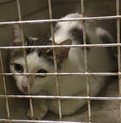 Shelter Stray Unknown Cat last seen BRIGHTON RD, 12155 Park Blvd, Brighton, CO 80601, USA