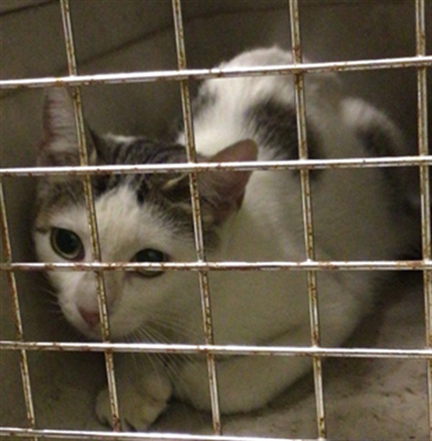Shelter Stray Unknown Cat last seen BRIGHTON RD, 12155 Park Blvd, Brighton, CO 80601, USA