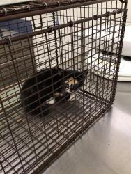 Shelter Stray Female Cat last seen Near BLK N MAIN ST, 12155 Park Blvd, Brighton, CO 80601, USA