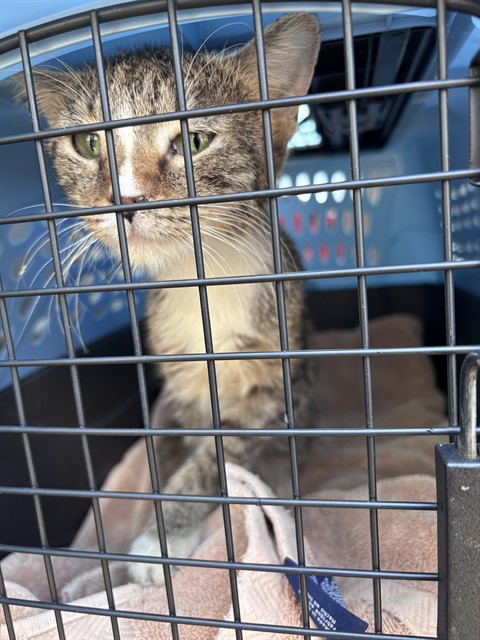 Shelter Stray Unknown Cat last seen Near BLOCK S LEE AVE, 2811 SE 29th St, Oklahoma City, OK 73129, USA