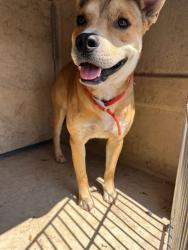 Shelter Stray Male Dog last seen S WALKER AVE & SW 33RD ST, 2811 SE 29th St, Oklahoma City, OK 73129, USA