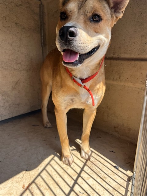 Shelter Stray Male Dog last seen S WALKER AVE & SW 33RD ST, 2811 SE 29th St, Oklahoma City, OK 73129, USA