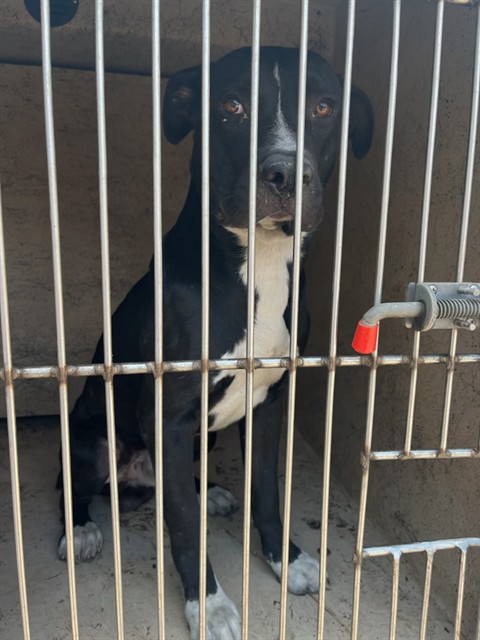 Shelter Stray Unknown Dog last seen Near BLOCK MELROSE LN, OKLAHOMA CITY OK 73127, 2811 SE 29th St, Oklahoma City, OK 73129, USA