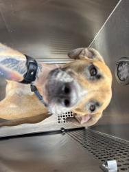 Shelter Stray Male Dog last seen Near BLOCK SW 11TH ST, OKLAHOMA CITY OK 73128, 2811 SE 29th St, Oklahoma City, OK 73129, USA