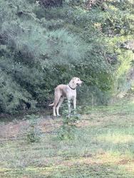 Found/Stray Female Dog last seen Mill gin and Highway 357, Spartanburg County, SC 29322