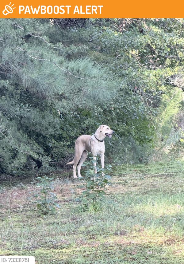 Found/Stray Female Dog last seen Mill gin and Highway 357, Spartanburg County, SC 29322