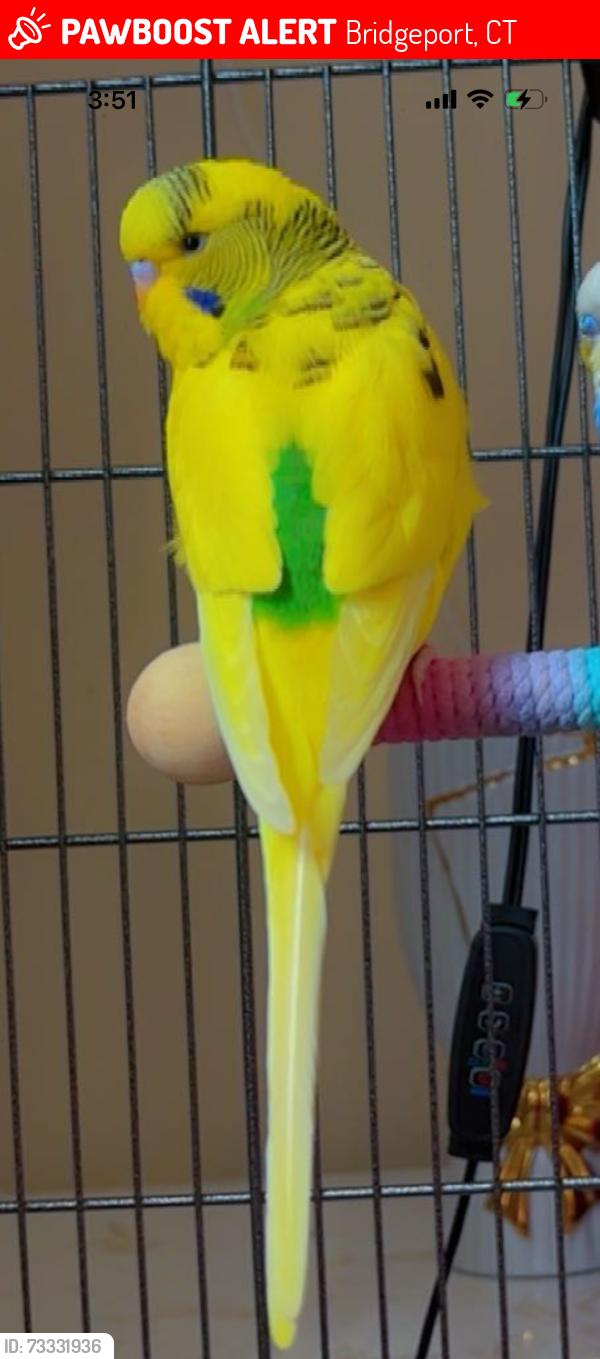 Lost Unknown Bird last seen Kossuth st Bridgeport CT,06608, Bridgeport, CT 06608