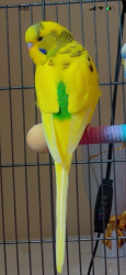 Lost Unknown Bird last seen Kossuth st Bridgeport CT,06608, Bridgeport, CT 06608