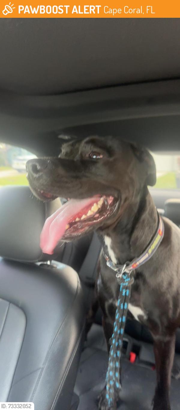 Found/Stray Male Dog last seen between Cape Coral, Cemetery and Trafalgar middle school, Cape Coral, FL 33991