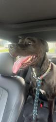 Found/Stray Male Dog last seen between Cape Coral, Cemetery and Trafalgar middle school, Cape Coral, FL 33991