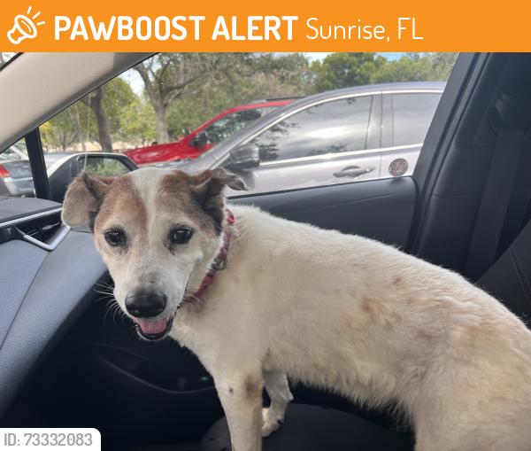 Found/Stray Female Dog last seen University and Sunrise, Sunrise, FL 33351
