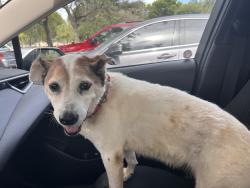 Found/Stray Female Dog last seen University and Sunrise, Sunrise, FL 33351