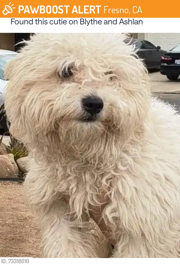 Found/Stray Male Dog last seen Ashlan and Blythe, Fresno, CA 93722