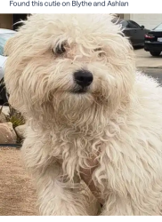 Found/Stray Male Dog last seen Ashlan and Blythe, Fresno, CA 93722