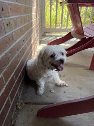 Found/Stray Male Dog last seen Downing way Thornton, Thornton, CO 80233
