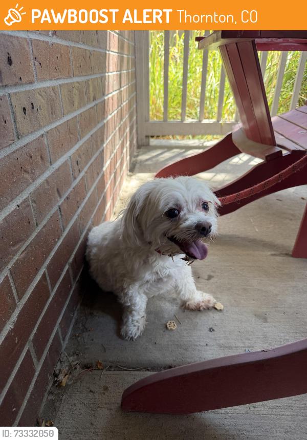 Found/Stray Male Dog last seen Downing way Thornton, Thornton, CO 80233
