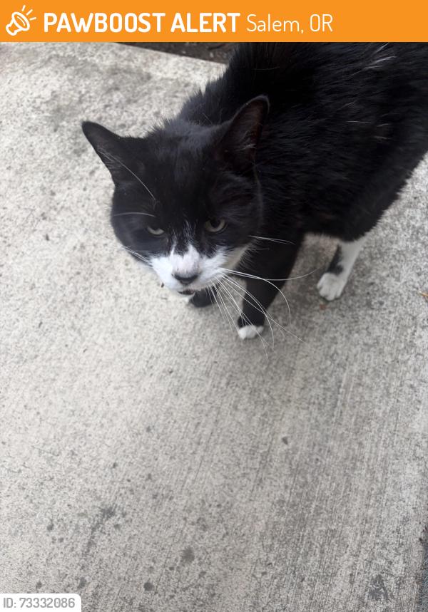 Found/Stray Unknown Cat last seen D street, Salem, OR 97301