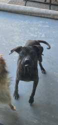 Reunited Female Dog last seen 30th Street W. And Ave J-8 Lancaster, CA, Lancaster, CA 93536