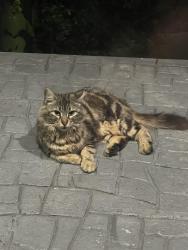 Lost Female Cat last seen Stella Link and Latma, Houston, TX 77025
