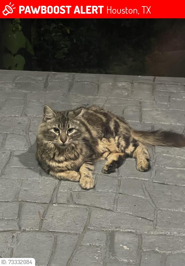 Lost Female Cat last seen Stella Link and Latma, Houston, TX 77025