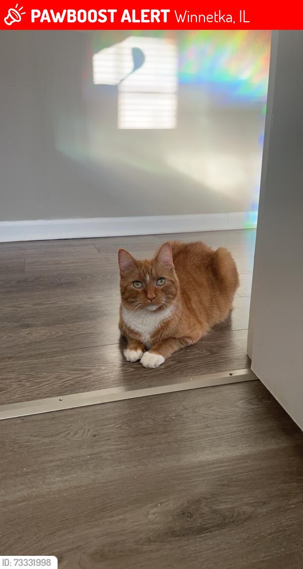 Lost Male Cat last seen 6th st and s Branch, Winnetka, IL 60093