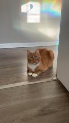 Lost Male Cat last seen 6th st and s Branch, Winnetka, IL 60093