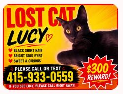 Lost Female Cat last seen Near 37th St, San Diego, CA 92116