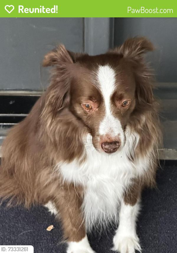 Reunited Unknown Dog last seen Parkhill and Campbell, Dallas, TX 75248