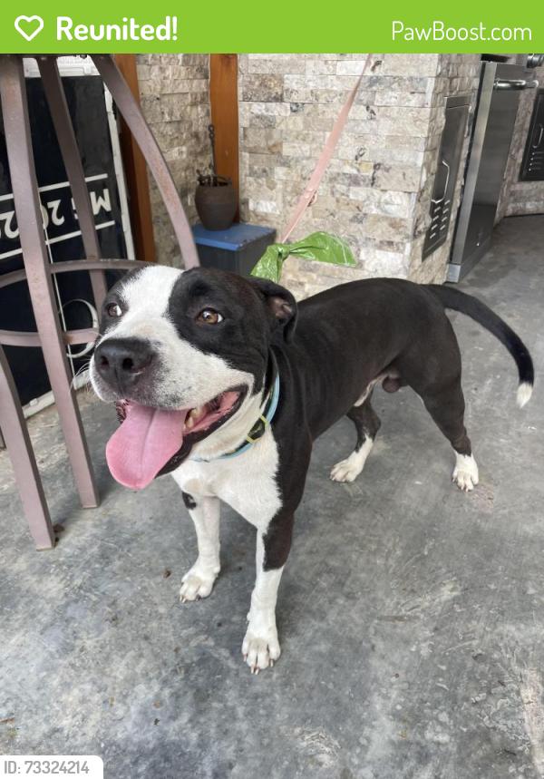 Reunited Male Dog last seen Duhon Road and W Broussard, Lafayette, LA 70503