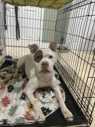 Found/Stray Female Dog last seen Corner of stardust and blvd of champions, North Lauderdale, FL 33068