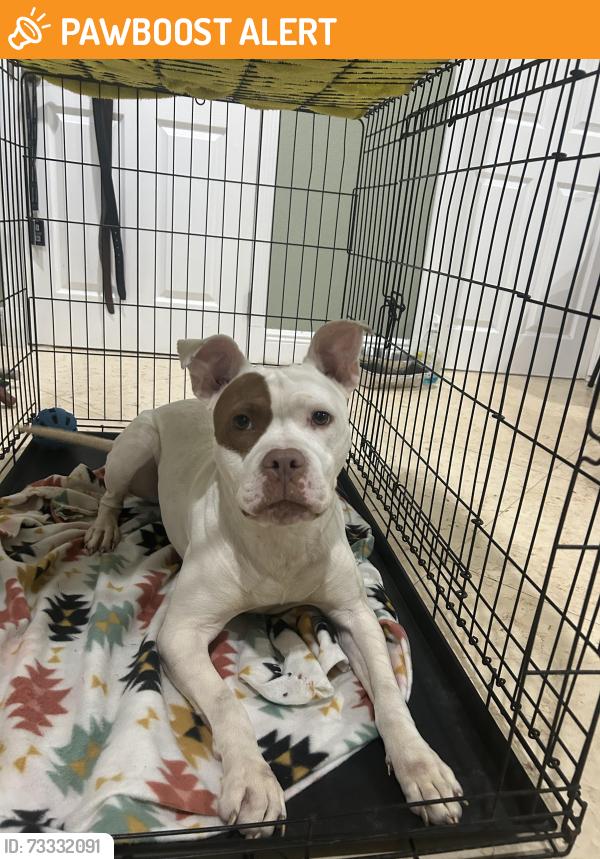 Found/Stray Female Dog last seen Corner of stardust and blvd of champions, North Lauderdale, FL 33068