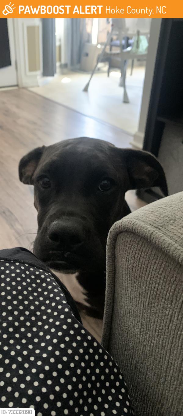 Found/Stray Female Dog last seen Yellowfoot Drive Raeford, Hoke County, NC 28376