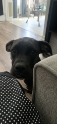 Found/Stray Female Dog last seen Yellowfoot Drive Raeford, Hoke County, NC 28376