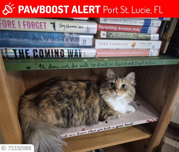 Lost Female Cat last seen NW Bayshore and Elm Street, Port St. Lucie, FL 34983