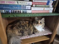 Lost Female Cat last seen NW Bayshore and Elm Street, Port St. Lucie, FL 34983