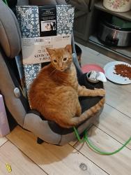 Lost Male Cat last seen El Cajon trolley stop and the park, El Cajon, CA 92020