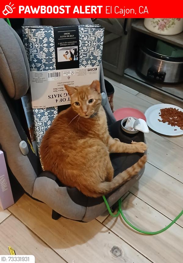 Lost Male Cat last seen El Cajon trolley stop and the park, El Cajon, CA 92020