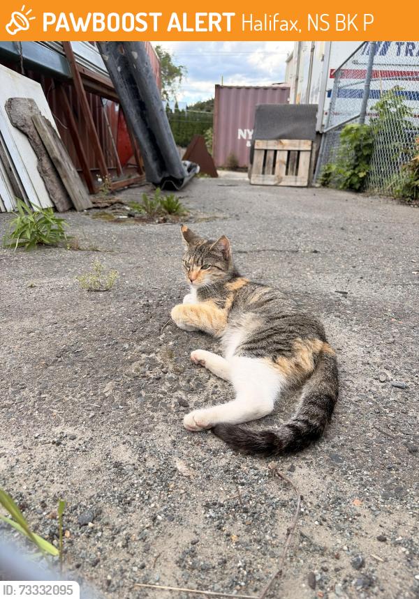 Found/Stray Female Cat last seen Lions head restaurant, Halifax, NS B3K 4P6