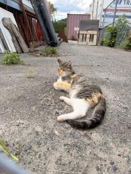 Found/Stray Female Cat last seen Lions head restaurant, Halifax, NS B3K 4P6