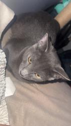 Lost Male Cat last seen Parkside pl, San Diego, CA 92139