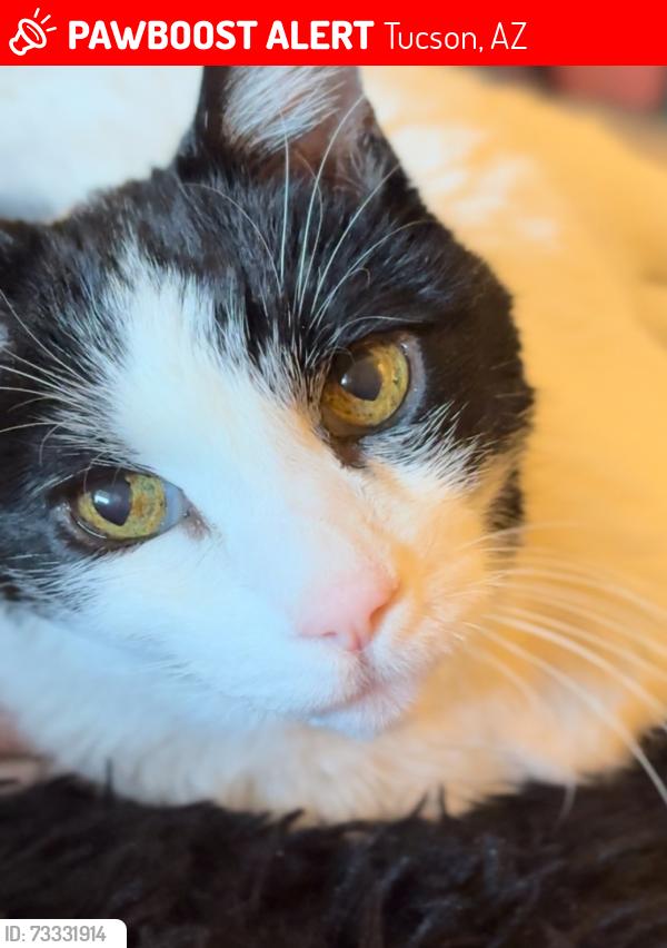 Lost Male Cat last seen Jessica, Tucson, AZ 85710