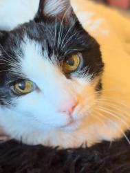 Lost Male Cat last seen Jessica, Tucson, AZ 85710
