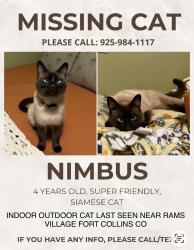 Reunited Male Cat last seen elizabeth and constitution, Fort Collins, CO 80521