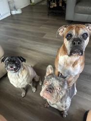 Lost Male Dog last seen Near Mississippi st, San Diego, CA 92104