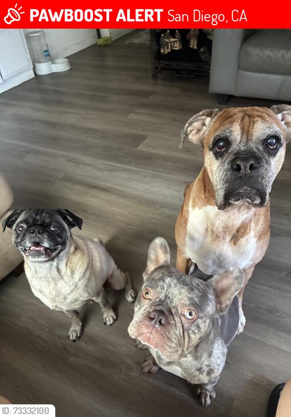 Lost Male Dog last seen Near Mississippi st, San Diego, CA 92104