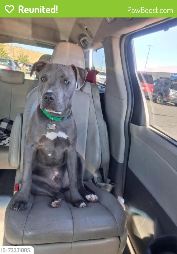 Reunited Male Dog last seen Sunset breeze dr and Moya blvd, Reno, NV 89506